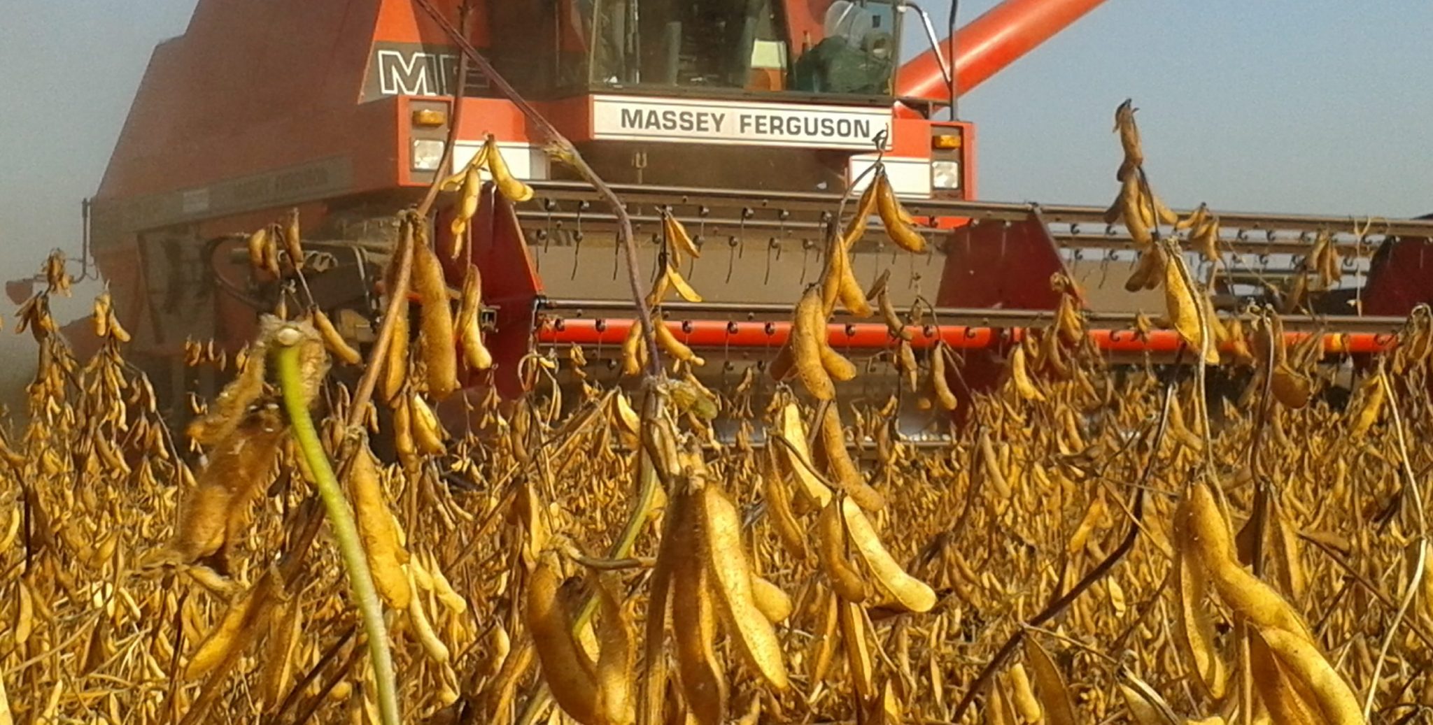 Bonen en andere eiwitgewassen